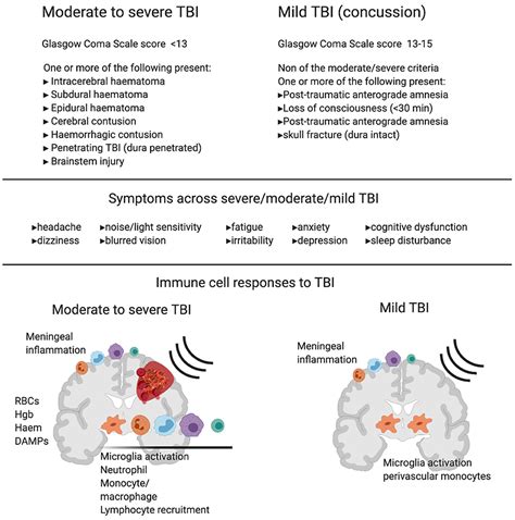 Frontiers | The Immune System's Role in the Consequences of Mild Traumatic Brain Injury (Concussion)