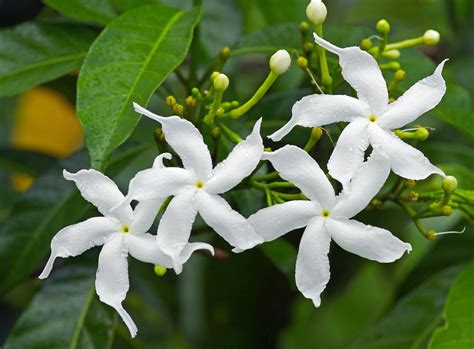 Sampaguita, the Philippines' national flower | Plants, Indoor plants ...