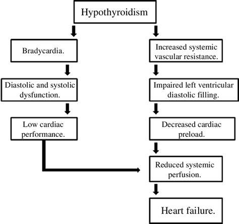 Components leading to heart failure in hypothyroidism. | Download Scientific Diagram