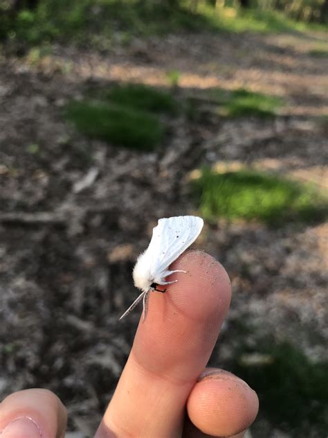 Smol fall webworm moth : r/pics