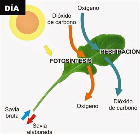 Que relación existe entre savia bruta y savia elaborada.Ayuda plis ...