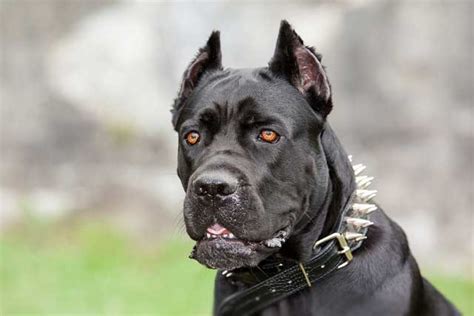 10 Most Common Black Dog Breeds