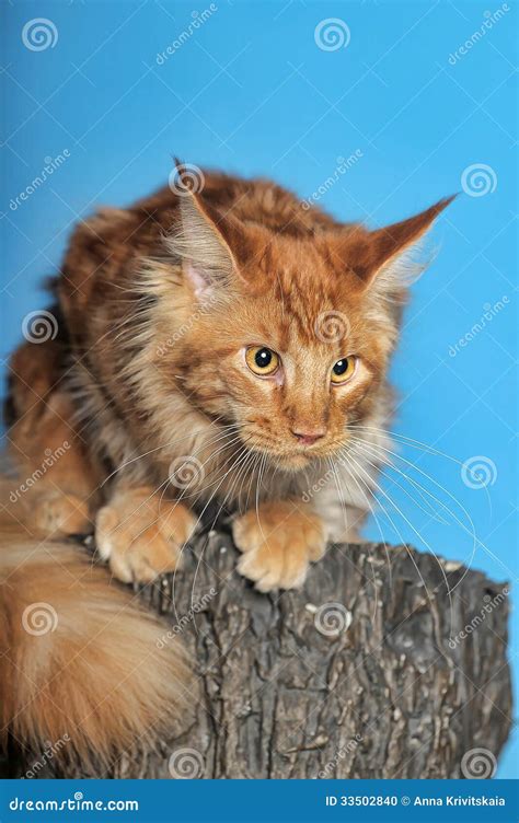 Red Maine Coon cat stock photo. Image of feline, hair - 33502840