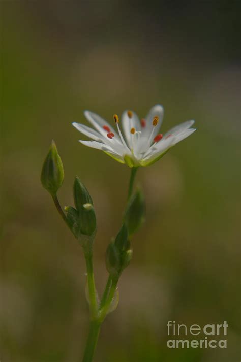 Stellaria Photograph by MSVRVisual Rawshutterbug