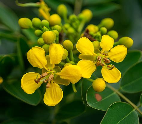 Senna siamea - Siamese Cassia - Seeds