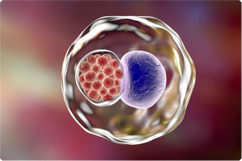 FACS-based CRISPR screening shows how Chlamydia bacterium invades host cells