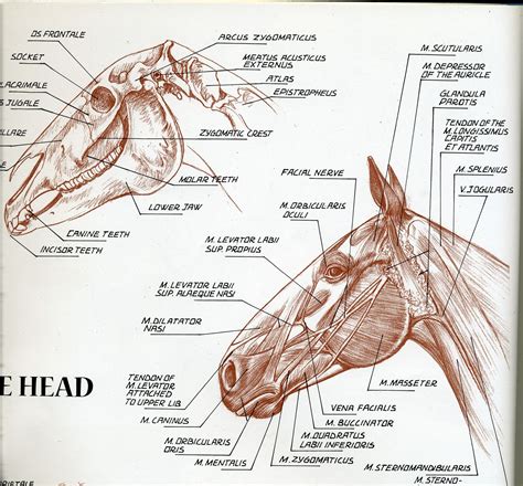 Pin on Horse Anatomy | Horse anatomy, Horse drawings, Horses