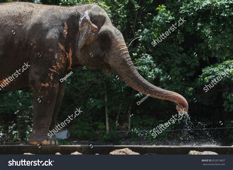 Elephant Spray Water Stock Photo 652819807 | Shutterstock