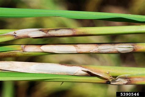 Rhizoctonia damping-off, blight and rot (Rhizoctonia solani ) on rice (Oryza sativa ) - 5390546