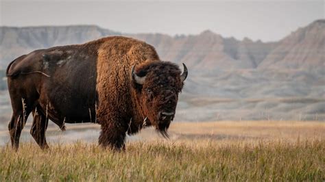 Watch These Yellowstone Visitors Get the Fright of their Lives When a Massive Bison Charges - A ...