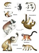 Pachylemur | Dinopedia | Fandom