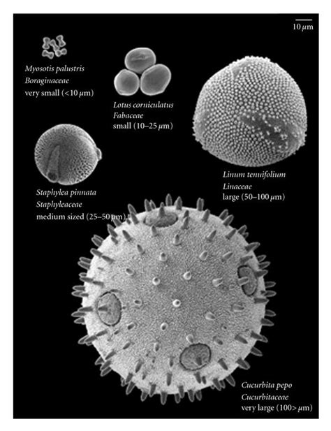 Pollen varies considerably in size. (a) Images of pollen at the same... | Download Scientific ...