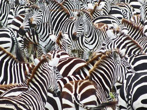 Free photo: Herd of Zebra - Africa, Animals, Bush - Free Download - Jooinn