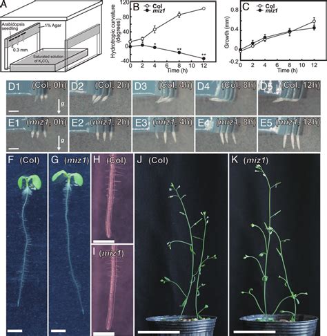 Hydrotropism, elongation growth, and morphological features of miz1 and... | Download Scientific ...