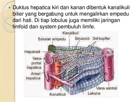 Gambar Anatomi Fisiologi Sistem Pencernaan Hati 10 Enzim Gambar di Rebanas - Rebanas