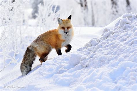 Wild fox climb on the snow - HD wild animal in winter season