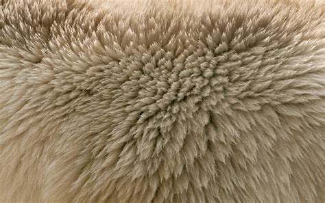 Ice bear fur texture - PatternPictures