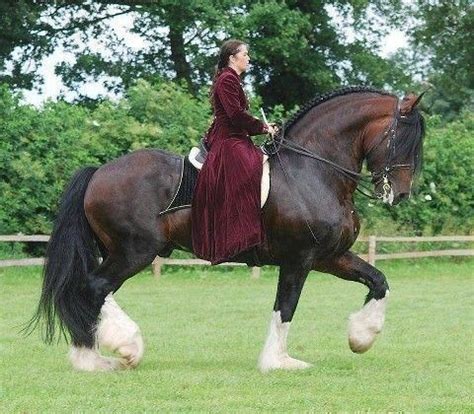 Draft horse ~ Everything You Need to Know with Photos | Videos