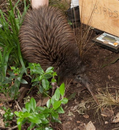 New Zealand Ambassador Names National Zoo Kiwi Chick | Smithsonian Institution