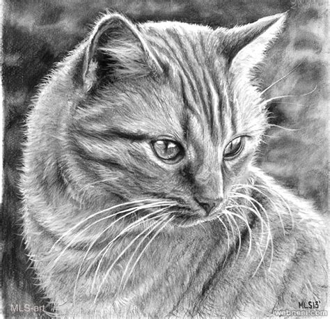 30 Beautiful Cat Drawings - Best Color Pencil Drawings and Paintings ...