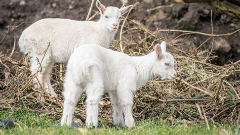 Mayo farm welcomes unusual arrival of twin geep