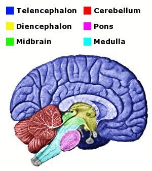 Medulla Oblongata