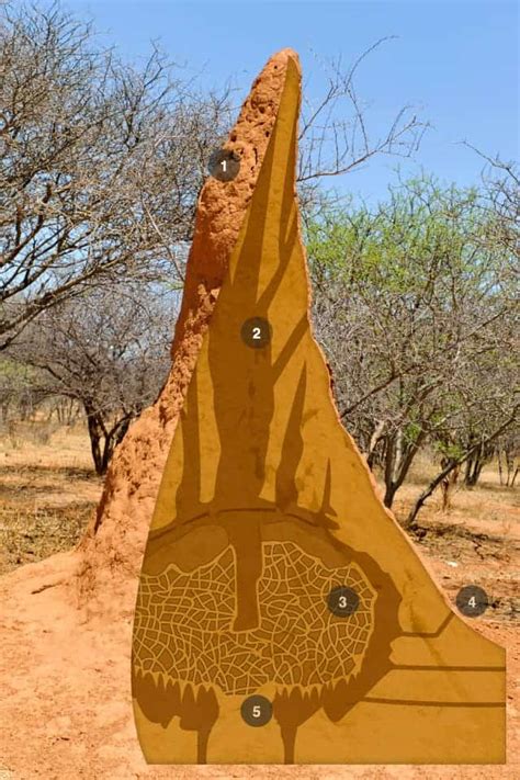 Termites can hold back deserts by creating oases of plant life