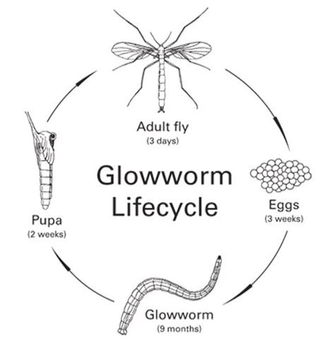 Learn more about the fascinating life cycle of our glow worms and discover how they really get ...