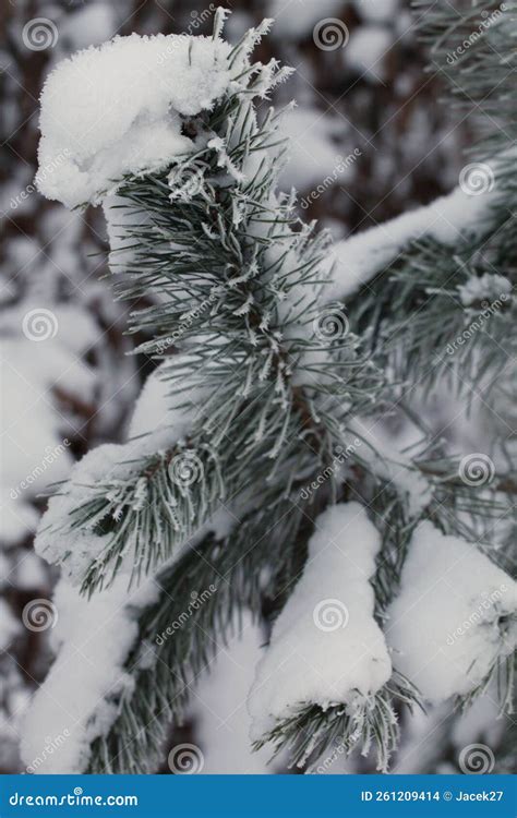 Christmas Tree in Polish Garden.Europe. Stock Photo - Image of poland ...