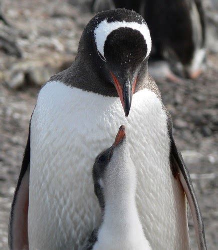 Penguinology: Pygoscelis papua