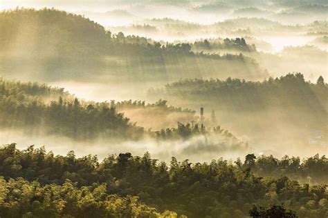 Top 6 Bamboo Forests in China, Best Bamboo Seas in China 2024