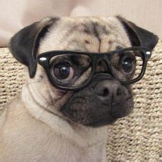 11 Pugs wearing glasses ideas | pugs, pug love, pug life