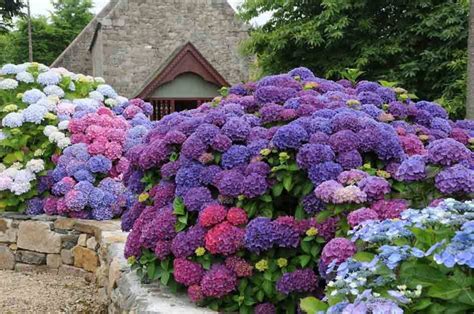 Pin on Flora: Hydrangea