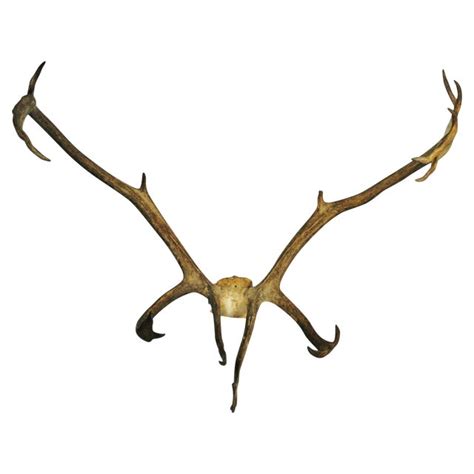 Caribou Antlers | Chairish