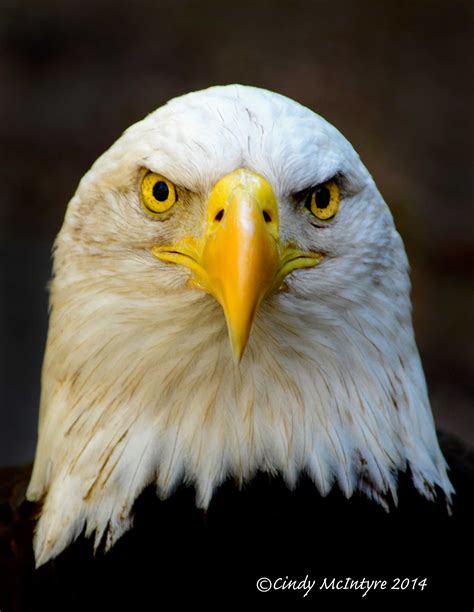 eagle head front view - Clip Art Library