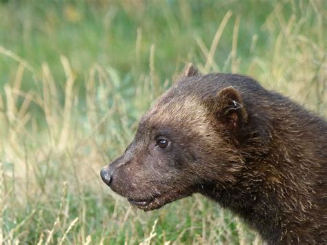 Houževnatý rosomák sibiřský: Kurážný lapka severu | 100+1 zahraniční zajímavost