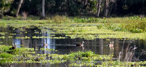 FWC Celebrates 75 Years of Wildlife Management Area Conservation ...