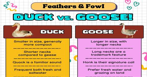 Duck vs. Goose: The Main Difference • 7ESL