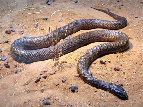 The Top 10 Deadliest and Most Dangerous Snakes in the World - Owlcation