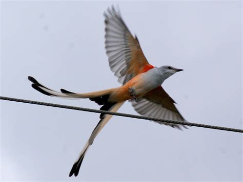 SE Texas Birding & Wildlife Watching: (Almost) Wordless Wednesday