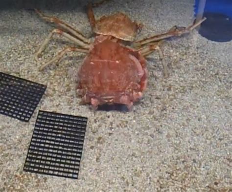 Japanese Spider Crab Captured Moulting Its Shell in Fascinating Time ...