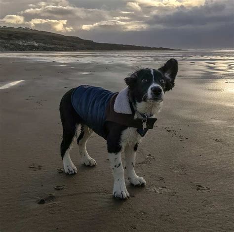 Rupert Jones the English Springer Spaniel, Border Collie Mix