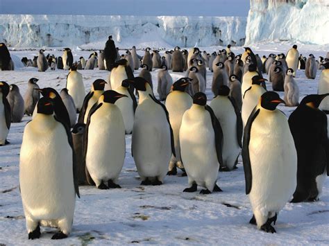 World's second largest emperor penguin colony 'disappears overnight' | Penguins, Emperor penguin ...