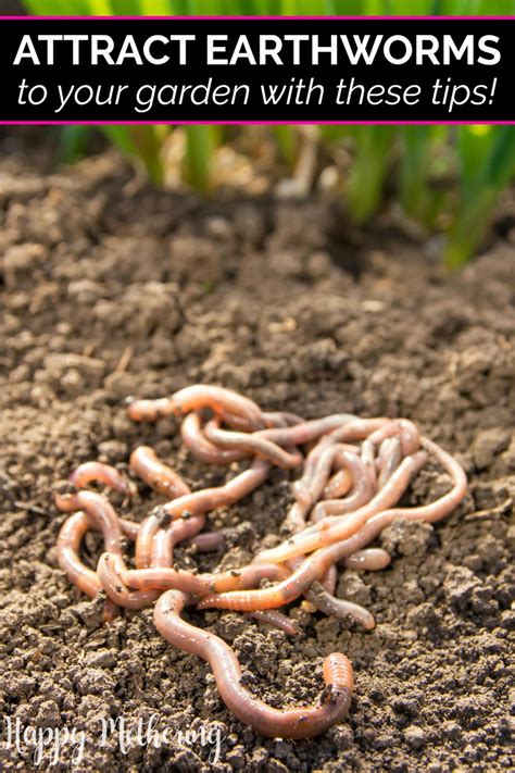 How to Attract Earthworms to Your Garden - Happy Mothering