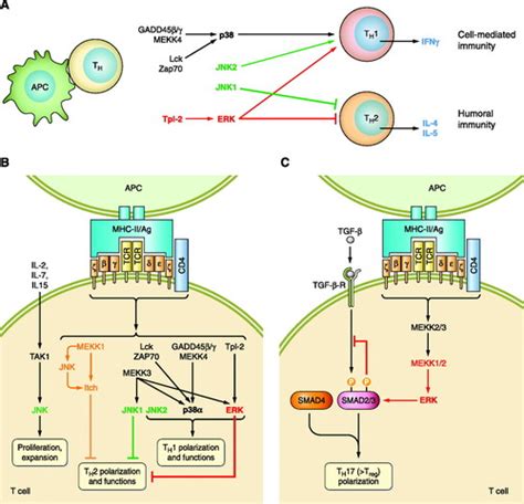 Mammalian MAPK Signal Transduction Pathways Activated by Stress and ...