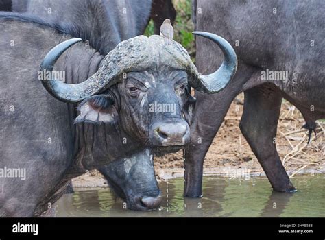 Herd of african cape buffalo standing in the bush Stock Photo - Alamy