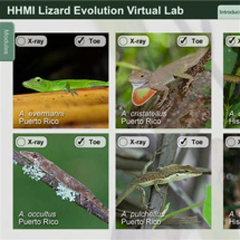 Lizard Evolution Virtual Lab