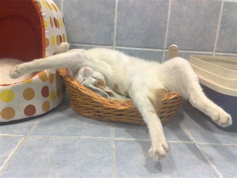 30 Cats Who Have Mastered The Art Of Sleep-Fu | Bored Panda