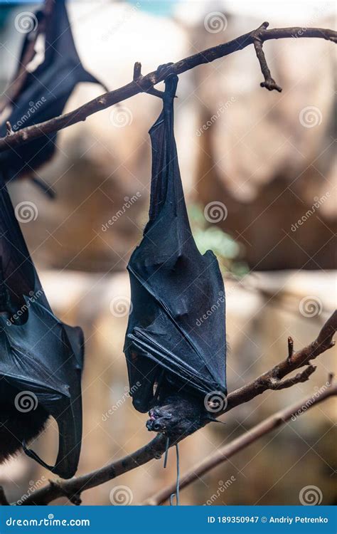 Megabat Outdoors in the Zoo Stock Image - Image of habitat, pelage ...