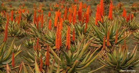 Garden & Patio Tender Succulent in 9cm pot Aloe ferox Cape aloe johnwayne.dk